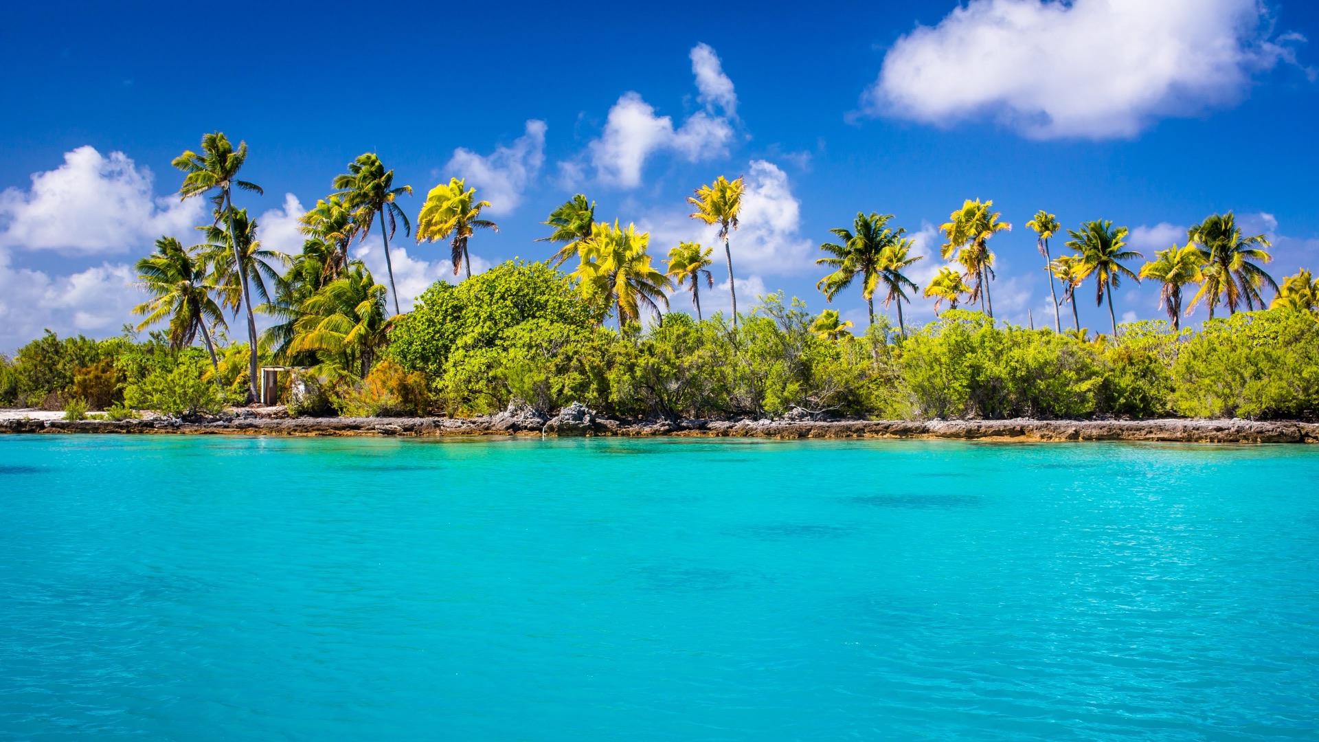 Turquoise lagoon fringed with palm trees